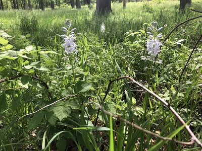 Camassia scilloides, photographed by Mike B