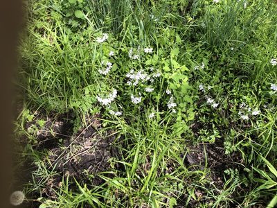 Phlox divaricata, photographed by Mike B