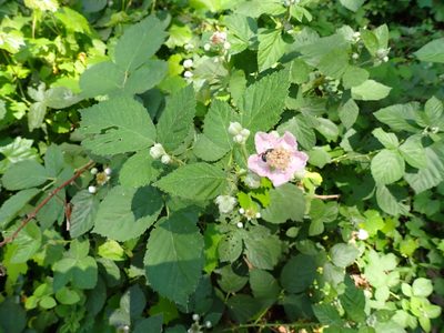 Rubus armeniacus, photographed by stephen