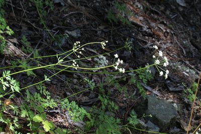 Cnidium silaifolium, photographed by John Doyle