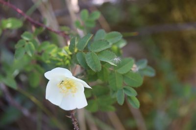 Rosa spinosissima, photographed by Michel Langeveld