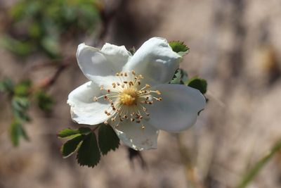 Rosa spinosissima, photographed by Michel Langeveld
