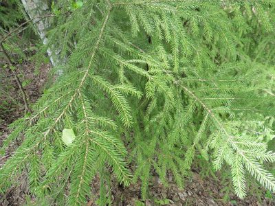 Picea abies, photographed by Силаева Татьяна Борисовна