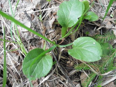 Pyrola rotundifolia, photographed by Силаева Татьяна Борисовна