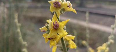 Verbascum sinuatum, photographed by Yamil J.R
