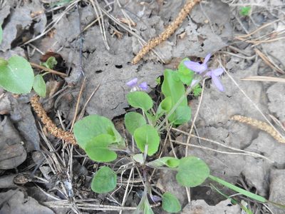 Viola rupestris, photographed by Силаева Татьяна Борисовна