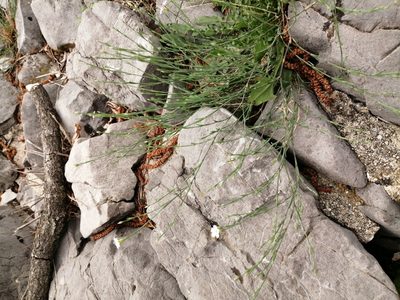Petrorhagia saxifraga, photographed by Parco Monte Barro