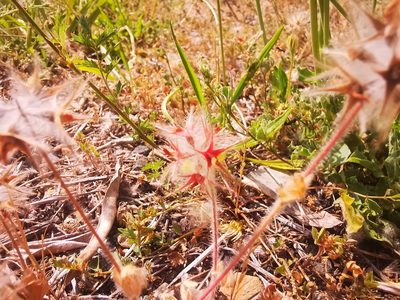 Trifolium stellatum, photographed by Yann Geshors