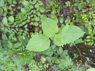 Physalis heterophylla, photographed by Joseph McPhail
