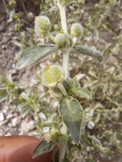 Mercurialis tomentosa, photographed by Antón David Pérez Rodríguez