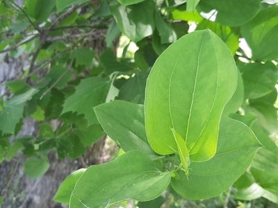 Smilax tamnoides, photographed by florawhite
