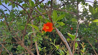 Punica granatum, photographed by Nico Hernandez