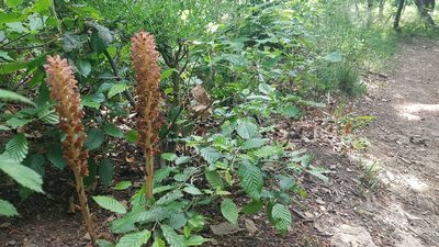 Orobanche rapum-genistae, photographed by ahabo