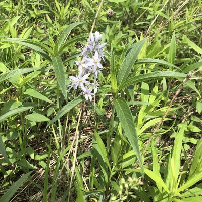 Camassia scilloides, photographed by Mike B