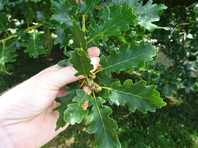 Quercus petraea, photographed by Thomas Koffel