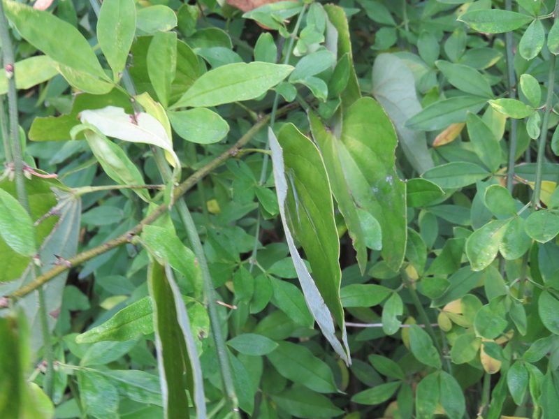 Bauhinia forficata, photographed by Diego Carús