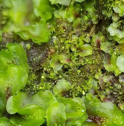 Asperifolia arguta, photographed by Helen Waterman