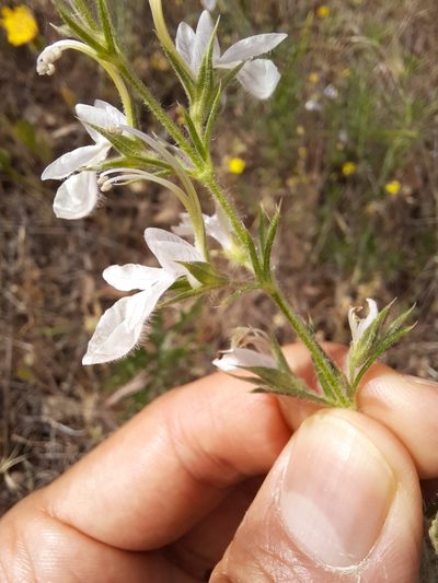 Teucrium pseudochamaepitys, photographed by Antón David Pérez Rodríguez