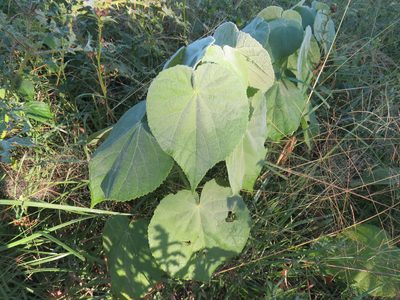 Abutilon grandifolium, photographed by Diego Carús