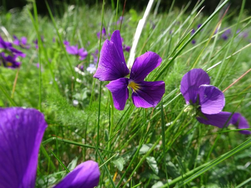 Viola lutea, photographed by Thomas Koffel