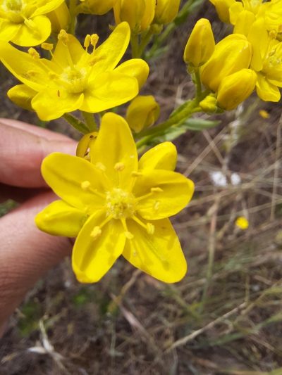 Haplophyllum linifolium, photographed by Antón David Pérez Rodríguez