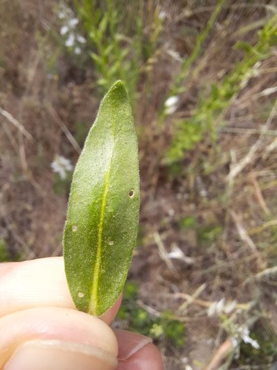 Haplophyllum linifolium, photographed by Antón David Pérez Rodríguez