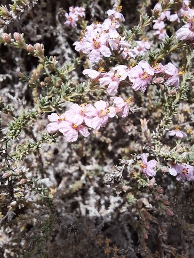 Frankenia thymifolia, photographed by Antón David Pérez Rodríguez