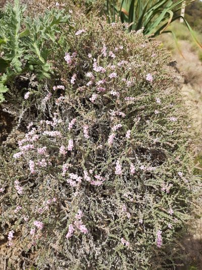 Frankenia thymifolia, photographed by Antón David Pérez Rodríguez