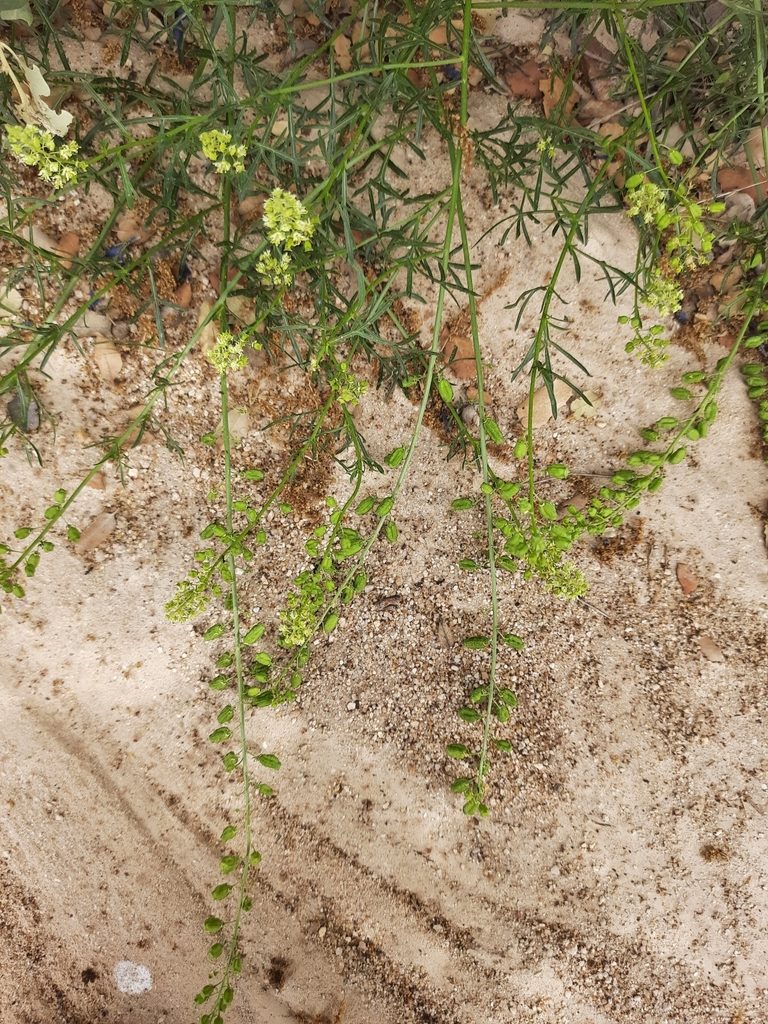 Reseda stricta, photographed by Antón David Pérez Rodríguez