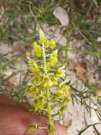 Reseda stricta, photographed by Antón David Pérez Rodríguez