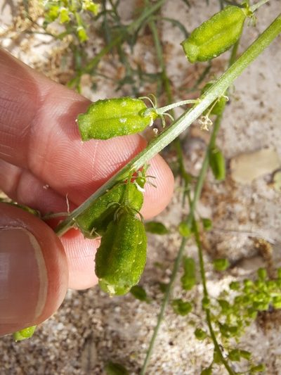 Reseda stricta, photographed by Antón David Pérez Rodríguez
