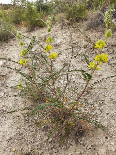 Astragalus alopecuroides, photographed by Antón David Pérez Rodríguez