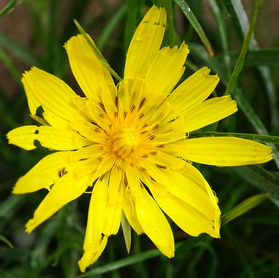 Tragopogon orientalis, photographed by Patrick Hacker