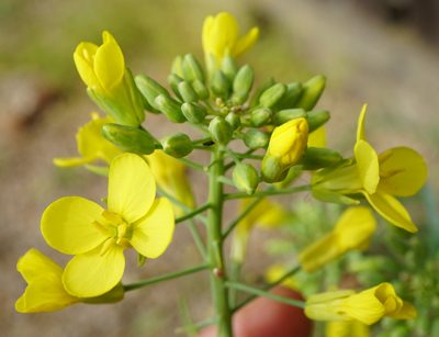 Brassica napus, photographed by Patrick Hacker