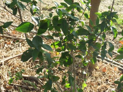 Ligustrum lucidum, photographed by Diego Carús