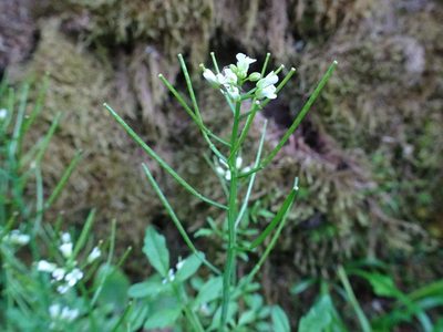 Cardamine flexuosa, photographed by Thomas Koffel
