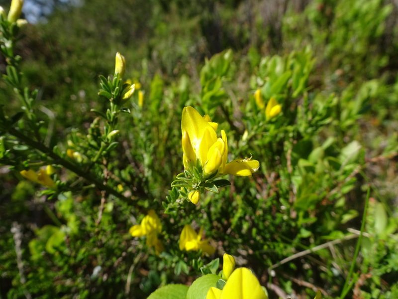 Genista pilosa, photographed by Thomas Koffel