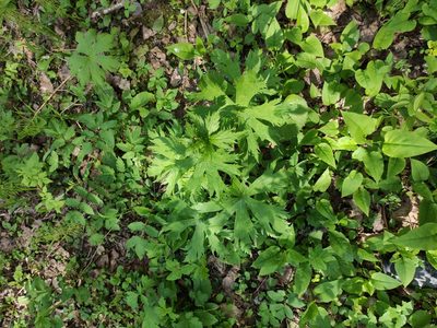 Aconitum septentrionale, photographed by Марина Давлетшина