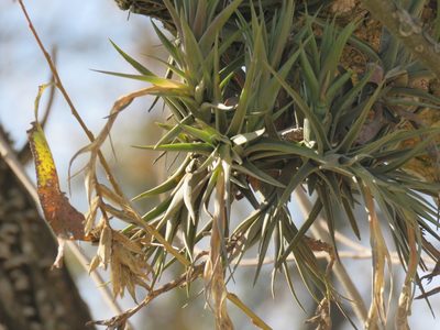 Tillandsia aeranthos, photographed by Diego Carús