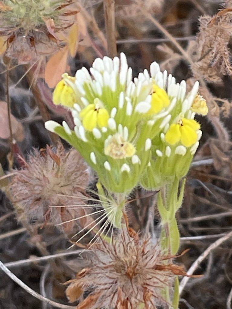 Castilleja lineariloba, photographed by Leah Gardner