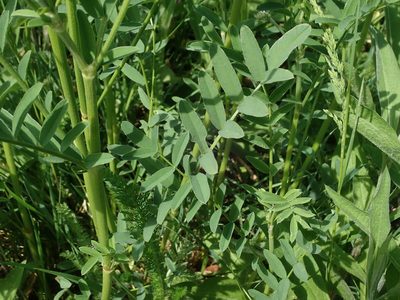 Galega officinalis, photographed by Daniel Cahen