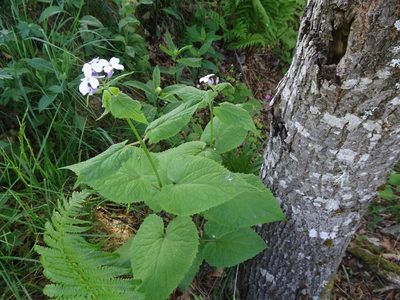 Lunaria rediviva, photographed by Thomas Koffel