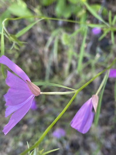 Clarkia biloba, photographed by Leah Gardner