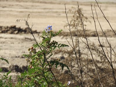 Solanum sisymbriifolium, photographed by Diego Carús