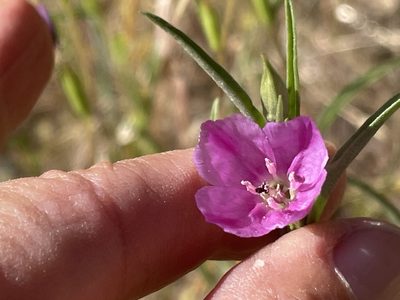 Clarkia purpurea, photographed by Leah Gardner