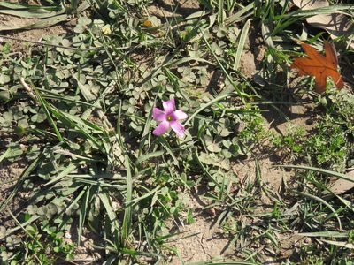 Oxalis hispidula, photographed by Diego Carús