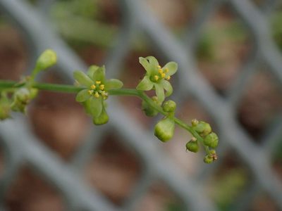 Dioscorea communis, photographed by Daniel Cahen