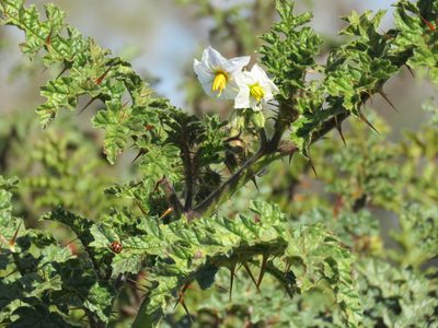 Solanum sisymbriifolium, photographed by Diego Carús