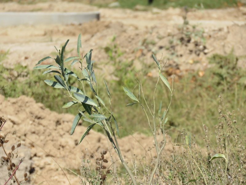 Solanum glaucophyllum, photographed by Diego Carús