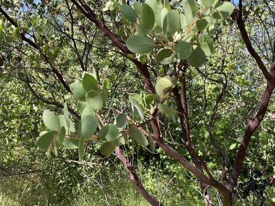 Arctostaphylos viscida, photographed by Leah Gardner